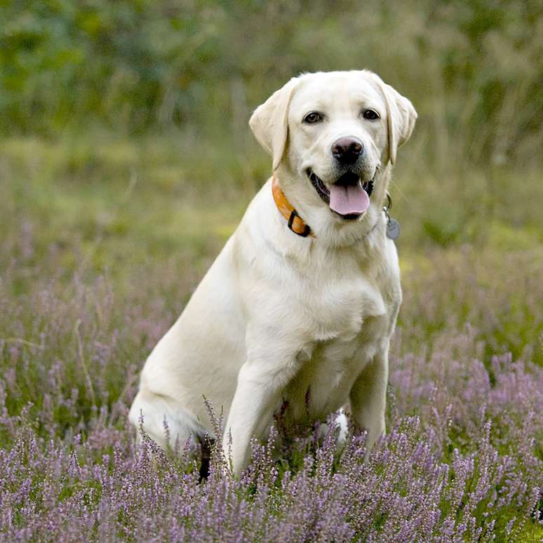 Labrador