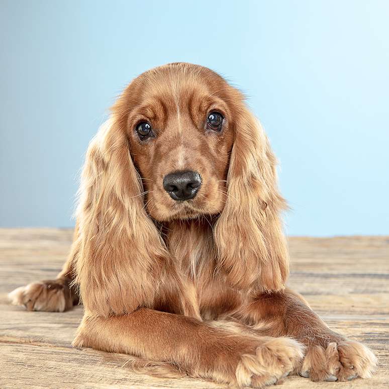 Cocker Spaniel