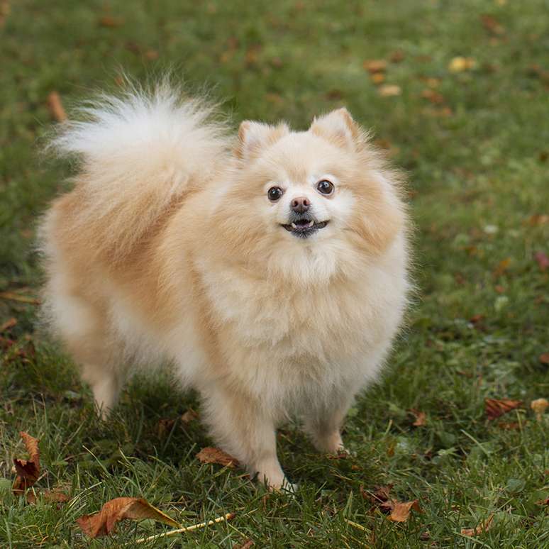 Lulu da Pomerânia