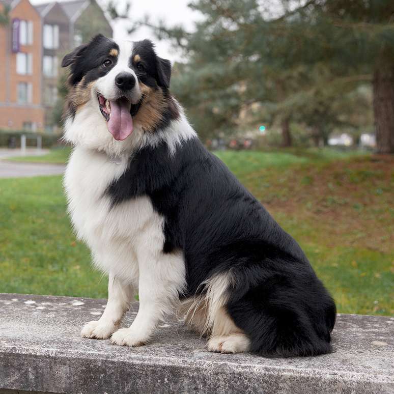 Border Collie