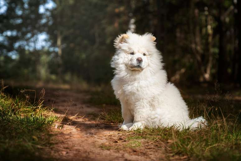 raças de cachorro chow chow sentado no parque