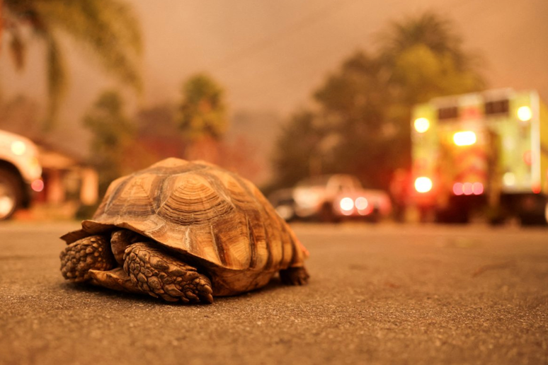 Tartaruga terrestre em rua na Califórnia, enquanto ventos fortes alimentam incêndios florestais devastadores na área de Los Angeles e forçam as pessoas a evacuar