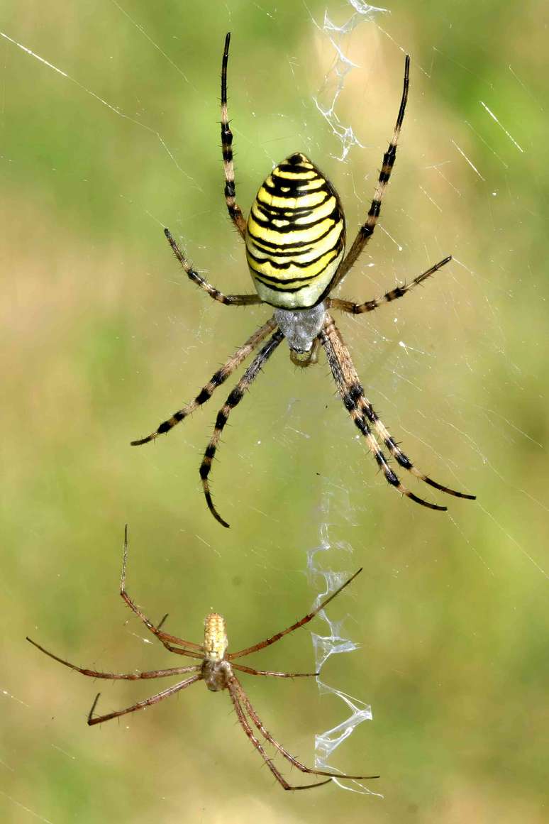 Aranhas vespas (A. bruennichi) macho (embaixo) e fêmea (em cima).