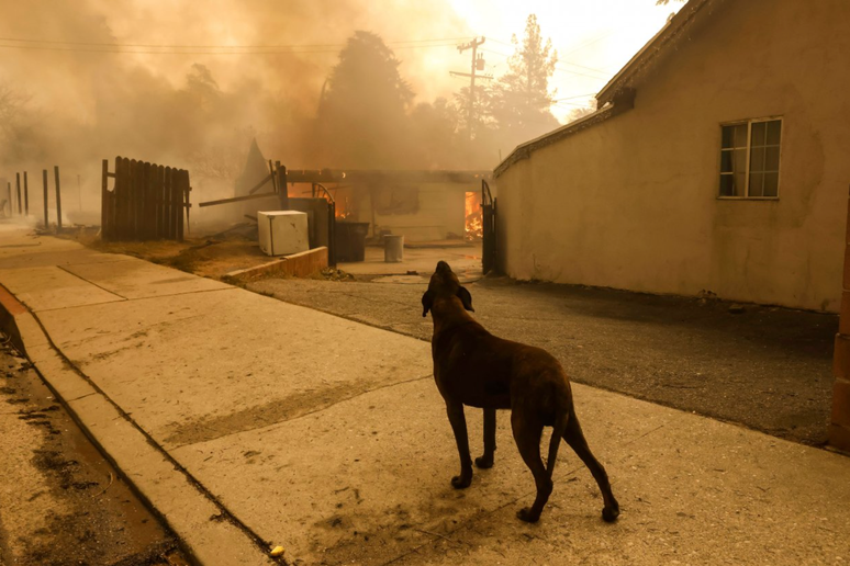 Cachorro do lado de fora de uma casa pegando fogo durante o incêndio florestal Eaton em Altadena, na Califórnia