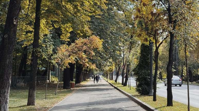 O Brasil tem um lugar ideal para se viver quando o assunto é cidade arborizada; clique na matéria para saber qual é