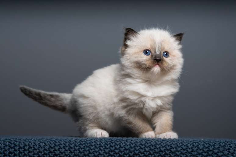 Os gatos começam a “amassar pãozinho” para estimular a produção de leite na mãe 