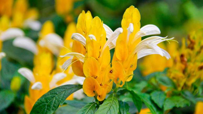 Camarão amarelo, planta que atrai dinheiro