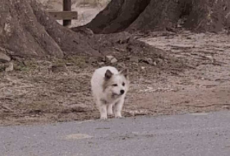 Imagens mostram cão vagando à espera de nove familiares mortosestrela bet suporteacidente de avião na Coreia do Sul