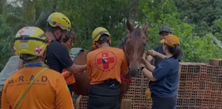 Cavalo foi resgatado de telhado no bairro Caraguava,cassino em casaPeruíbe, litoral paulista