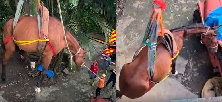 Cavalo é resgatado de laje após enchente no litoral paulista