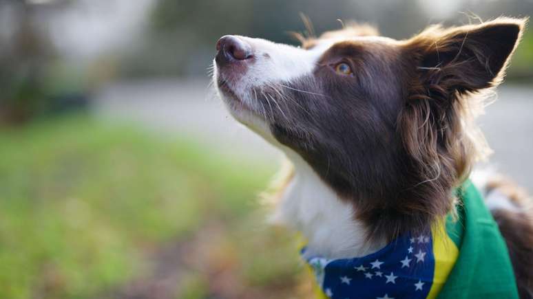 Gaia foi a primeira cachorra brasileira a fazer parte da pesquisa que investiga a habilidade de cachorros para aprender nomes de objetos