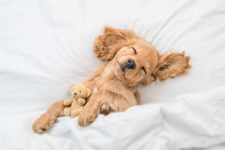 Os cachorros tendem a ficar mais tranquilos e menos impulsivos após a castração 