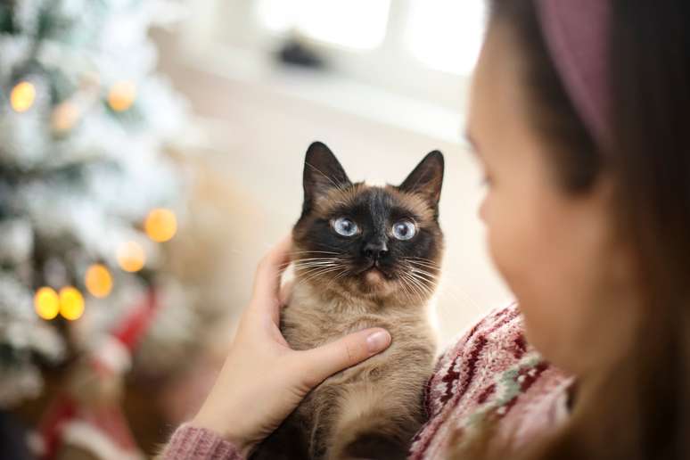 Gato Siamês no colo de mulher