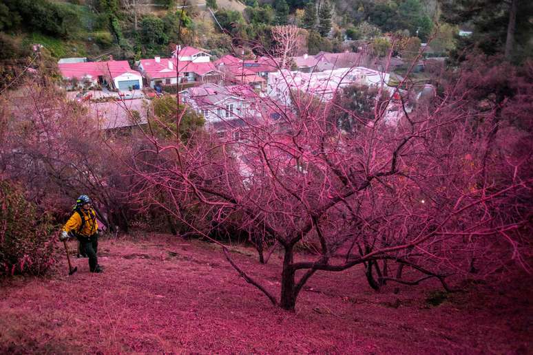 Bombeiro é fotografado em morro coberto de retardante de chamas rosa brilhante após incêndio em Palisades em Los Angeles, Califórnia (12/1/2025)