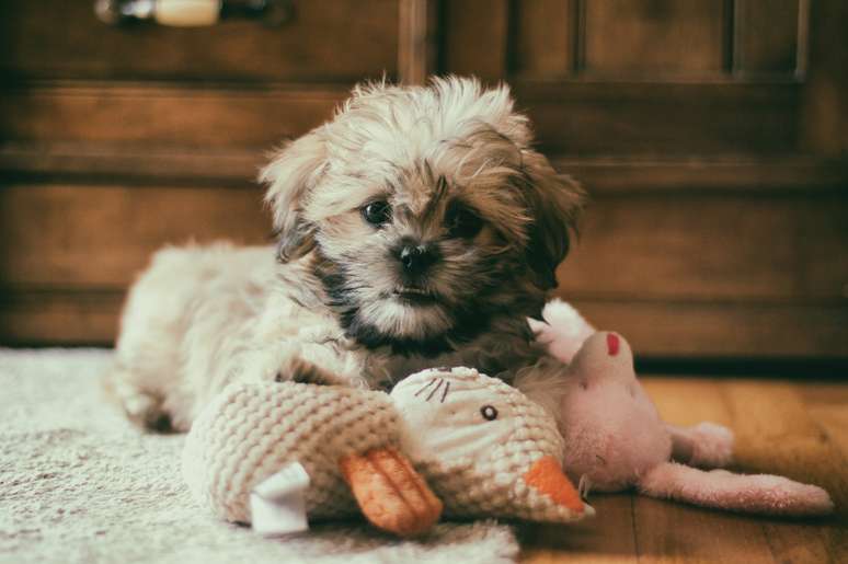 Shih Tzu com brinquedo