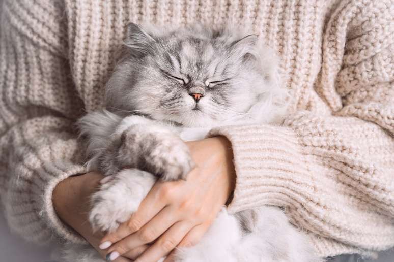 gato Persa deitado dormindo no colo de humano