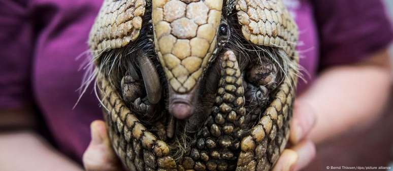 O tatu-bola "Norman", do zoológico da cidade alemã de Münster – população do mamífero tem diminuído drasticamentecrazy jackpotseu habitat natural