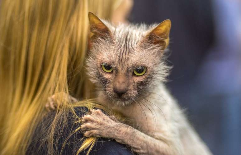 Lykoi encostado no ombro de mulher