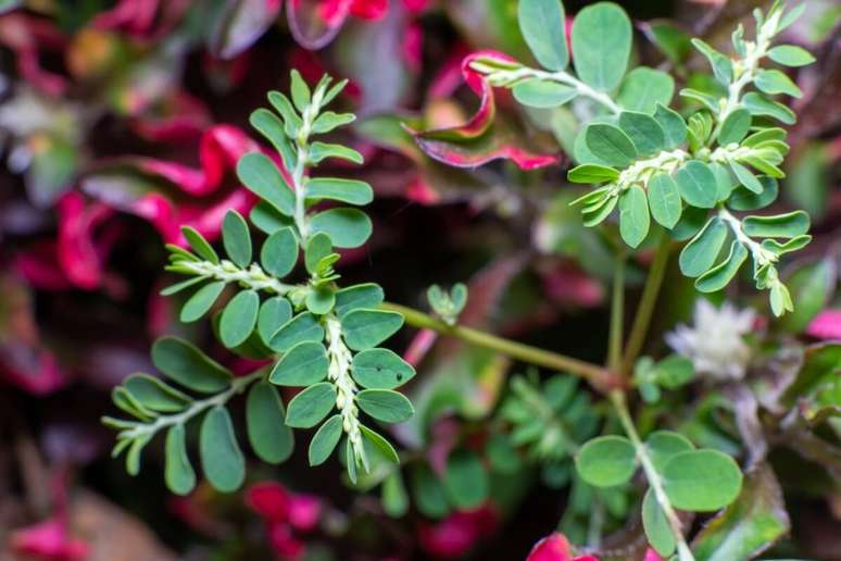 A quebra-pedra é uma planta com propriedades medicinais