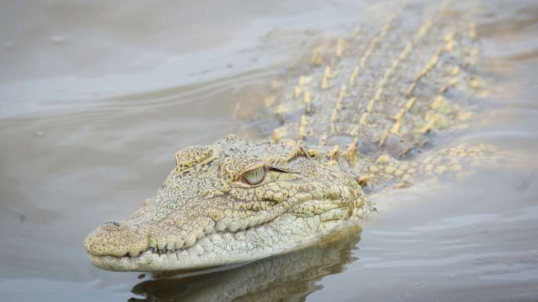 Menina de 5 anos morre após ser devorada por crocodilo na frente dos pais