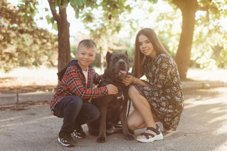 A socialização desde filhote é fundamental para garantir que o cane corso se torne um adulto equilibrado e amigável 