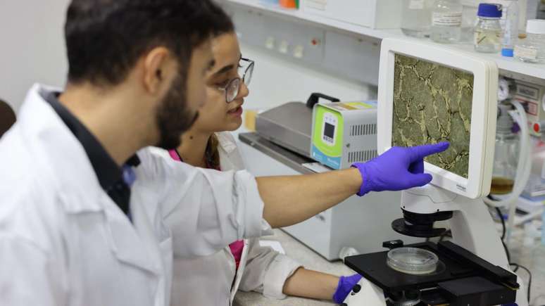 Equipe que pesquisa ácidos clorogênicos, compostos naturais do café