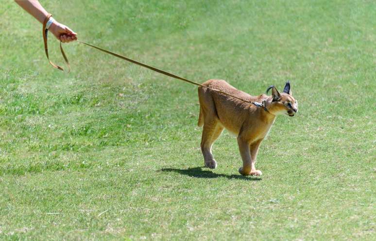 Caracal doméstico passeando