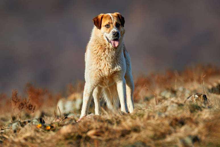 um dos cachorros com a mordida mais forte, kangal em pé ao ar livre