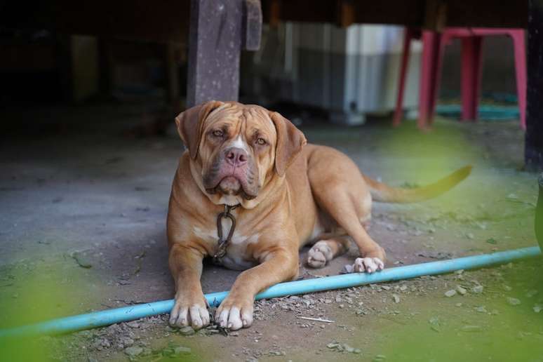 american bandogge deitado no chão