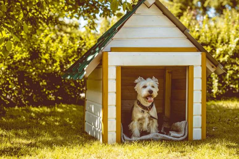 Os animais que ficam em área externa devem ter uma casinha para os proteger 