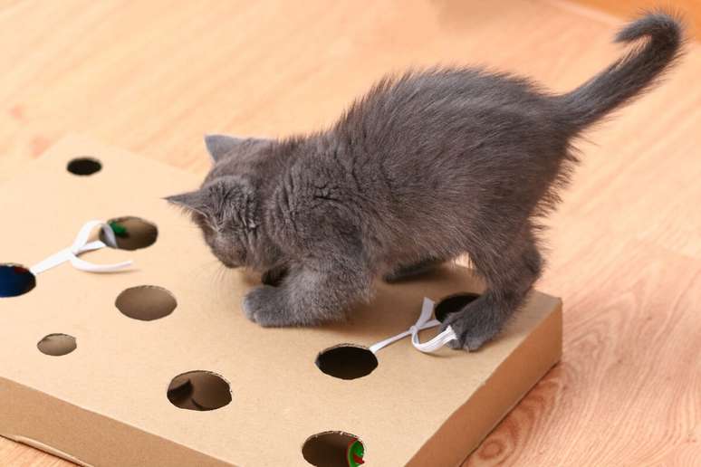 As caixas com buracos estimulam o instinto de caça dos gatos 