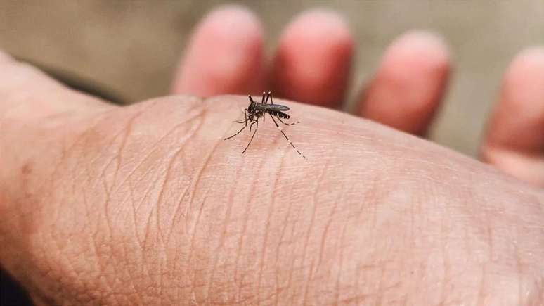 Saiba como se proteger de picadas de insetos no verão