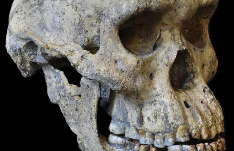 Crãnio de um Homo erectus que viveu há 1,8 milhões de anos foi encontrado em 2005 na Geórgia: novo estudo revela que espécie de hominídeo viveu em ambientes extremos