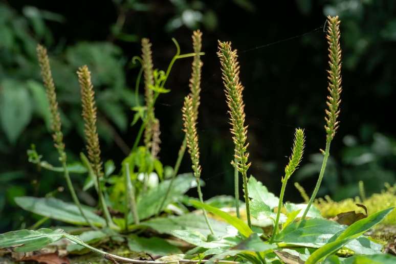 A planta tanchagem é conhecida por seus efeitos medicinais