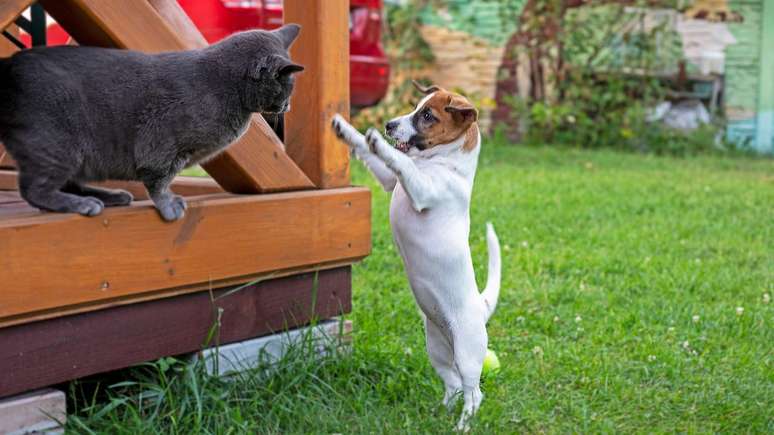 Você já parou para pensar se seu cachorro ou gato é destro ou canhoto? Porque, sim, eles também são dotados desta característica