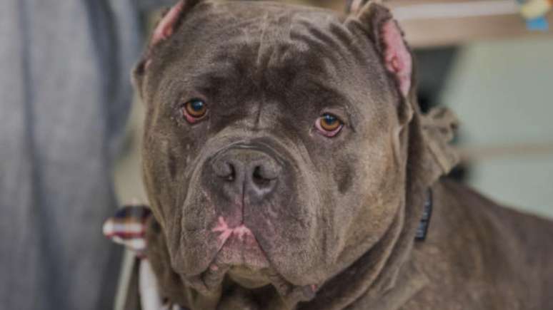 Beb&ecirc; de 9 meses &eacute; atacado por pitbull enquanto dormia e tem parte do corpo dilacerada