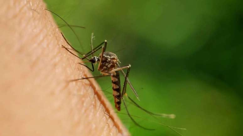 Saiba como combater o Aedes aegypti dentro e fora de casa