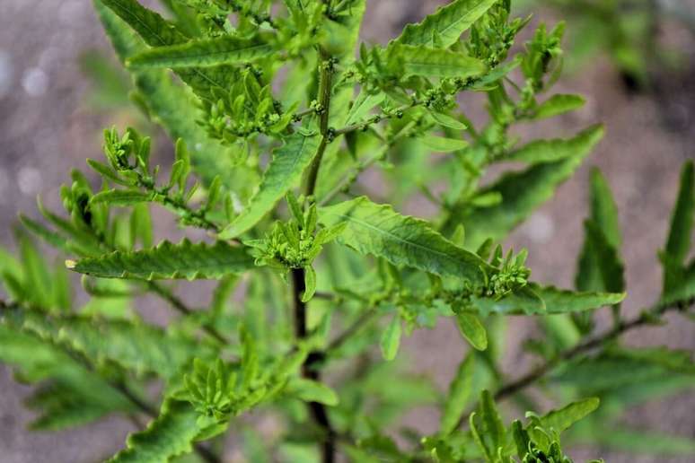 O mastruz é uma planta medicinal popular no Brasil