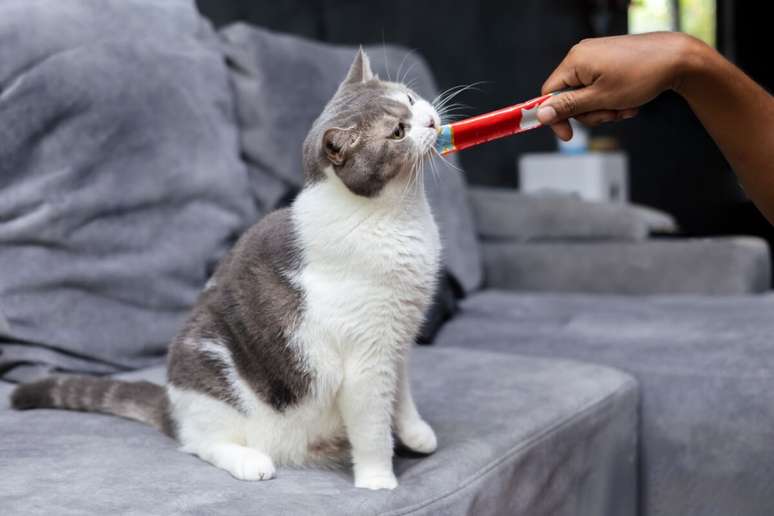 Inclua o petisco na rotina o animal de forma gradual e observe se há sinais de alergia 