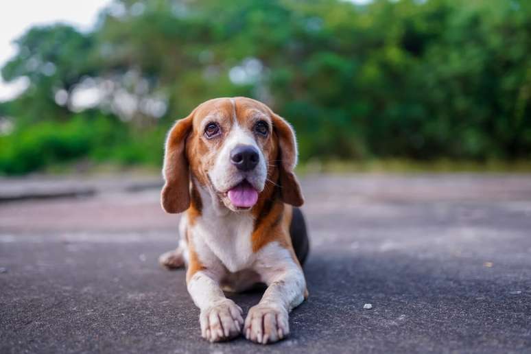 O beagle tem orelhas longas, caídas e levemente arredondadas 