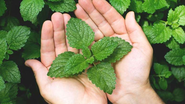 A hortelã é uma planta aromática conhecida por seu sabor refrescante e aroma característico, e é utilizada em diversas tradições medicinais