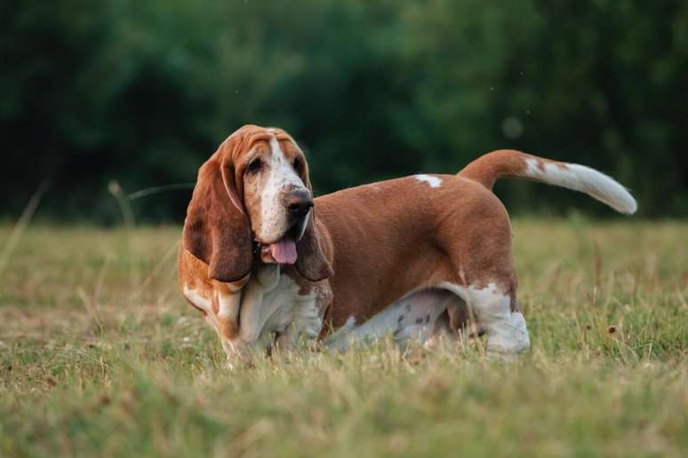 O basset hound gosta de passeios curtos e momentos relaxantes 