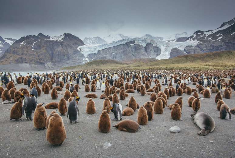 Território abriga colônias de pinguins-rei e pinguins-imperador