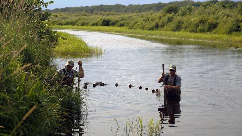 Estudos demonstraram que a grande maioria dos peixes-búfalos-boca-grande que vivem no Lago Rice, em Minnesota (EUA), nasceu antes do fim da Segunda Guerra Mundial, em 1945