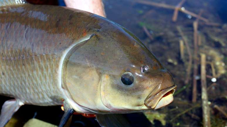 Pesquisas recentes indicam que o peixe-búfalo-boca-grande vive por mais de um século e parece ficar mais saudável com o passar dos anos