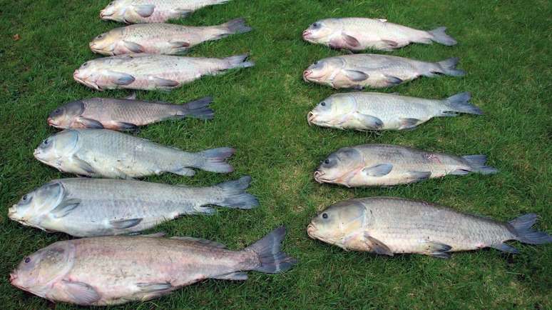 Pesquisas concluíram que o peixe aparentemente não apresenta declínio biológico com a idade