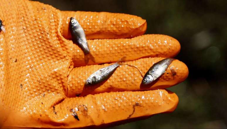 O peixe-búfalo-boca-grande desova com sucesso na primavera no Lago Rice, em Minnesota. Mas, no final do verão, já não existem mais peixes jovens no local