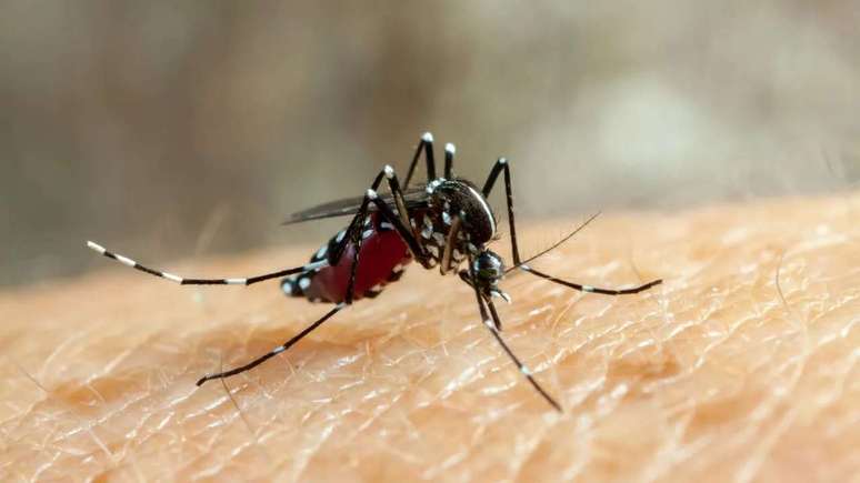 Veja como se prevenir da febre amarela