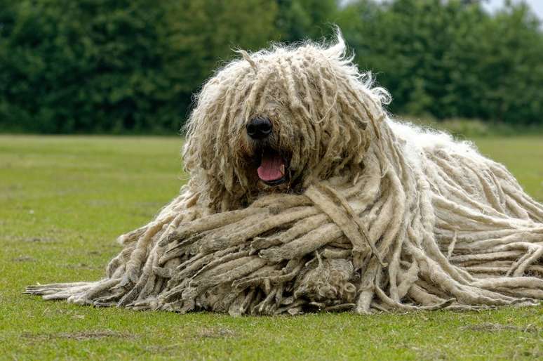 Komondor deitado na grama