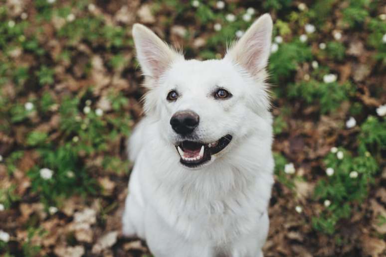 Personagens de “O Senhor dos Anéis” podem combinar com a personalidade do seu cachorro